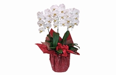 高さのある豪華な贈りやすい胡蝶蘭の祝電の「クリスタル３本立ち（白）」