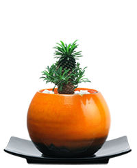 鮮やかなオレンジカラーの鉢にカイマギョクを鉢植えした祝電の「カイマギョク　メッセージ」