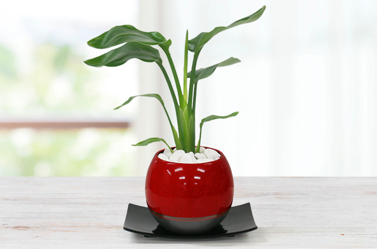 オーガスタ メッセージ