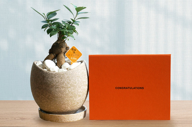 ガジュマルストーンメッセージ