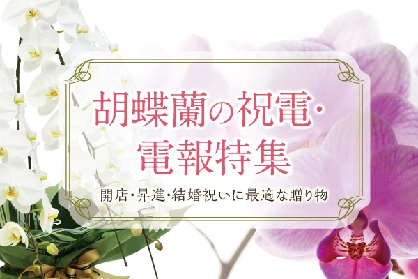 胡蝶蘭の祝電・電報特集