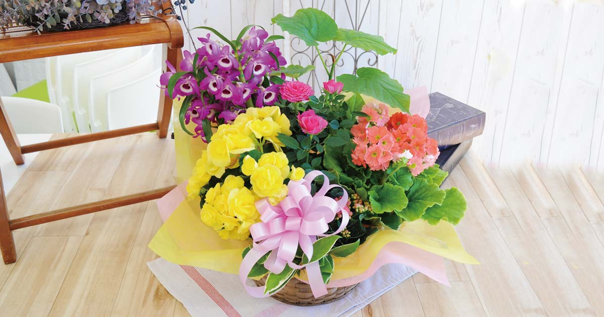季節の花＆グリーン寄せ鉢LL｜華やかで癒しのある祝電ギフト【For-Denpo】