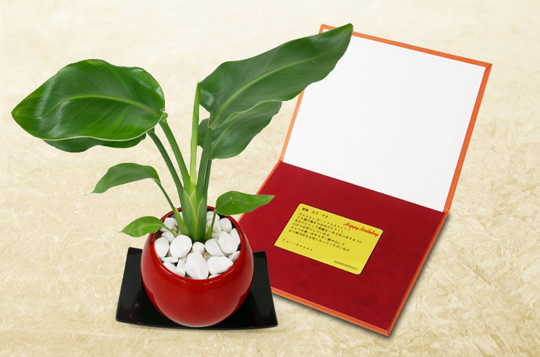 「オーガスタ　メッセージ」の電報の観葉植物と台紙の見開き詳細画像