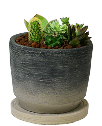 モダンな鉢に、サボテンを寄せ植えした電報の「サボテン　メッセージ」