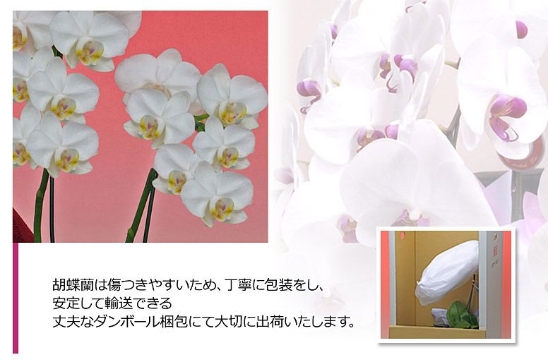 「ミディ３本立ち（白）」の電報の胡蝶蘭のズーム画像