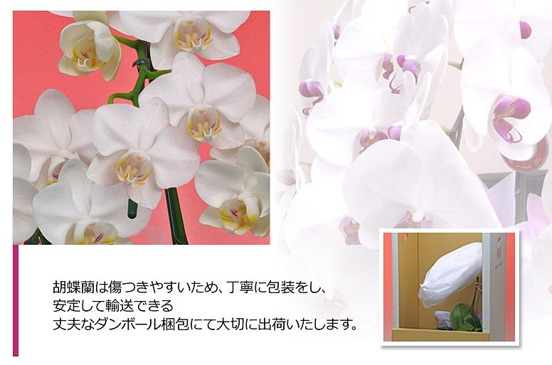 「ミディ５本立ち（白）」の電報の胡蝶蘭のズーム画像