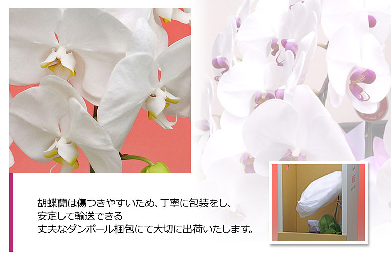 「サファイア３本立ち（白）」の電報の胡蝶蘭のズーム画像