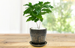 観葉植物の「coffeetree　メッセージ」