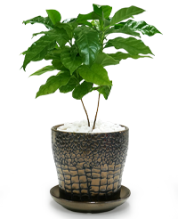観葉植物の「coffeetree　メッセージ」