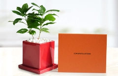 観葉植物の「coffeetree　メッセージ」