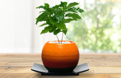 観葉植物の「コーヒーの木　メッセージ」