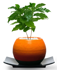 観葉植物の「コーヒーの木　メッセージ」