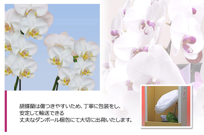 「お供えミディ３本立ち（白）」の電報の胡蝶蘭のズーム画像