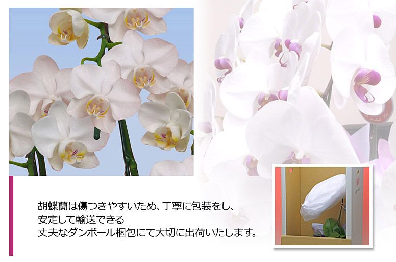 「お供えミディ５本立ち（白）」の電報の胡蝶蘭のズーム画像