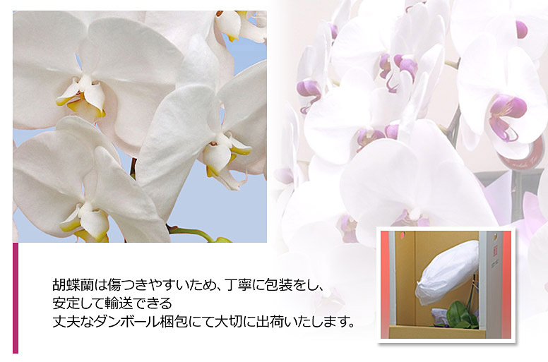 「お供えサファイア３本立ち（白）」の電報の胡蝶蘭のズーム画像