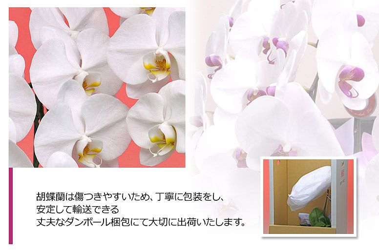 「クリスタル３本立ち（白）」の電報の胡蝶蘭のズーム画像