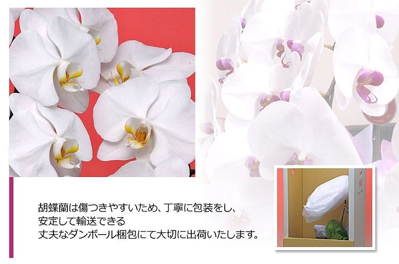 「クリスタル５本立ち（白）」の電報の胡蝶蘭のズーム画像