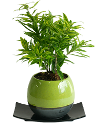 ドラセナ ファニータ グリーン 観葉植物の祝電ギフト