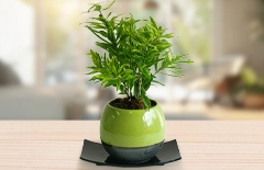 ドラセナ ファニータ グリーン 観葉植物の祝電ギフト