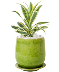 観葉植物の電報 祝電 お祝い電報のお申込みは For Denpo 観葉植物の電報 祝電 お祝い電報のお申込みは For Denpo