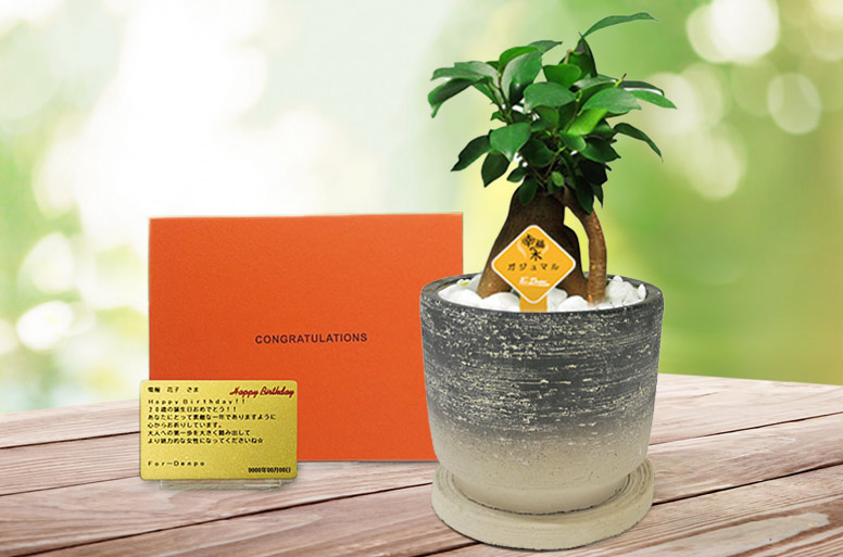 「ガジュマルストーンメッセージ」の電報の観葉植物と台紙のセット画像