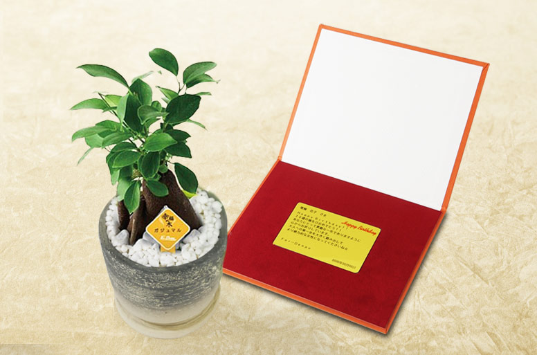 「ガジュマルストーンメッセージ」の電報の観葉植物と台紙の見開き詳細画像
