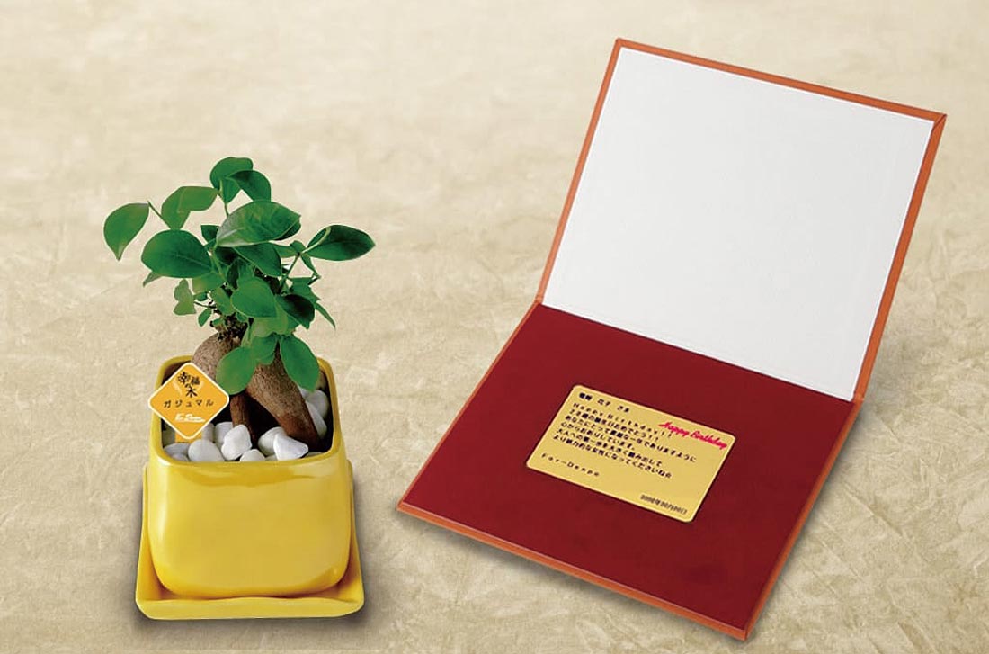 「ガジュマルイエローメッセージ」の電報の観葉植物と台紙の見開き詳細画像