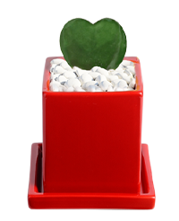 ハートグリーン赤鉢｜赤いスクエア鉢にハート型グリーンを植えた観葉植物祝電