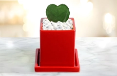 ハートグリーン赤鉢｜赤いスクエア鉢にハート型グリーンを植えた観葉植物祝電