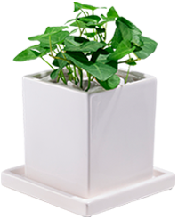 スタイリッシュなホワイト鉢にハートアイビーを鉢植えした電報の「ハートアイビー　メッセージ」