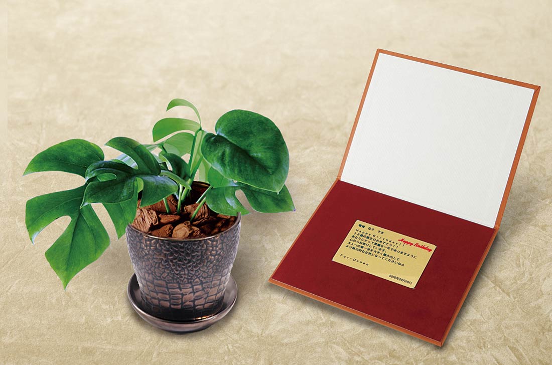 「ヒメモンステラ　メッセージ」の電報の観葉植物と台紙の見開き詳細画像