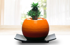 鮮やかなオレンジカラーの鉢にカイマギョクを鉢植えした祝電の「カイマギョク　メッセージ」