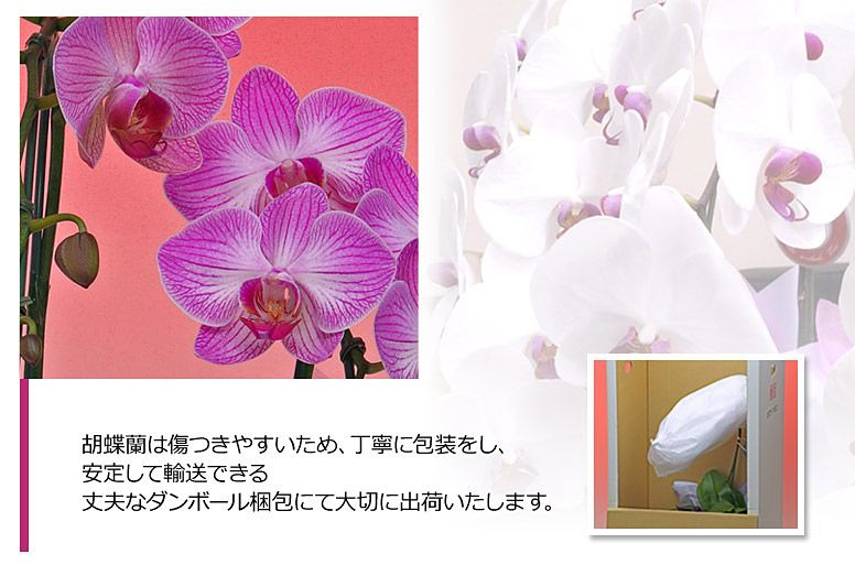 「ミディ３本立ち（パープル）」の電報の胡蝶蘭のズーム画像