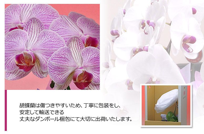 「ミディ５本立ち（パープル）」の電報の胡蝶蘭のズーム画像