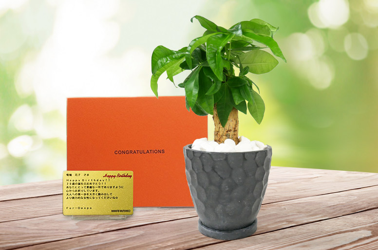 「パキラ　メッセージ」の電報の観葉植物と台紙のセット画像