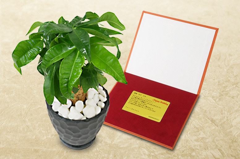 「パキラ　メッセージ」の電報の観葉植物と台紙の見開き詳細画像