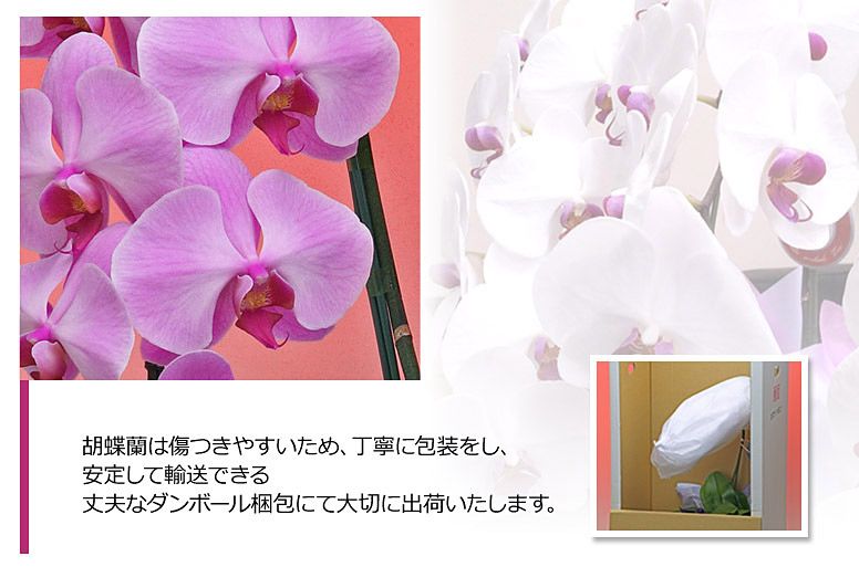 「サファイア３本立ち（パープル）」の電報の胡蝶蘭のズーム画像