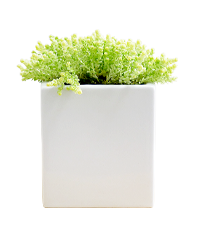 観葉植物の「セダムアクレアウレウム　メッセージ」