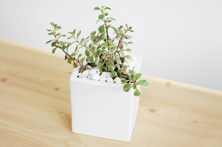 開業・開院祝いに人気の観葉植物「コーカスキリンソウ メッセージ」