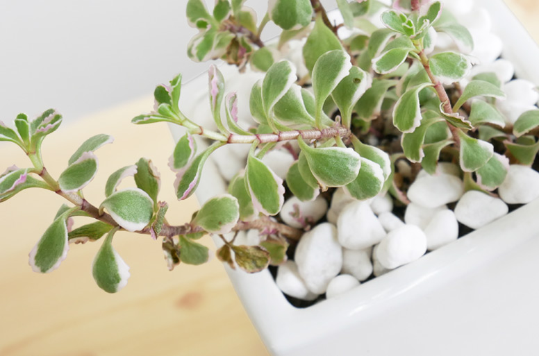 開店祝いや新築祝いに贈る、癒しのグリーン電報ギフト「コーカスキリンソウ・トリカラー」