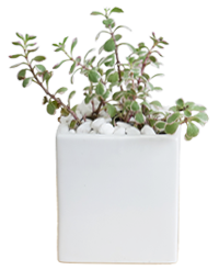 爽やかな多肉植物コーカスキリンソウ・トリカラーと上品な台紙をセットにしたお祝い電報