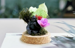 プリザーブドフラワー付きの祝電ギフト｜コルクドーム　プランツG