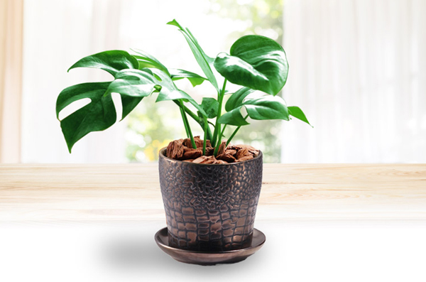 開店お祝いにおしゃれな観葉植物「ヒメモンステラ　メッセージ」