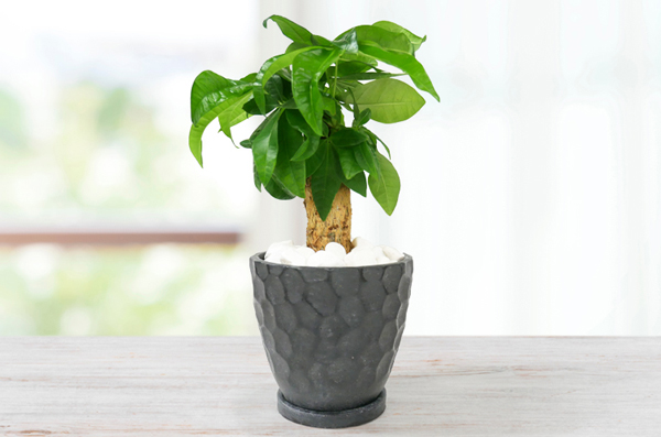 開店お祝いにおしゃれな観葉植物「パキラ　メッセージ」