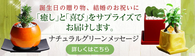 観葉植物と電報をセットでお届けします。